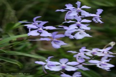 Vanda coerulea